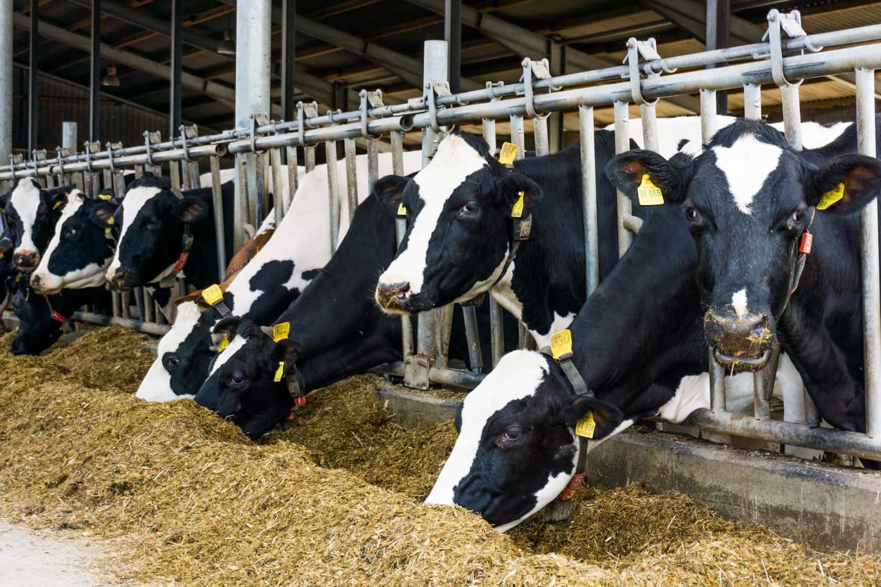Николай Денисов: «860 млн рублей субсидий направлено животноводческим хозяйствам на поддержку производства молока»