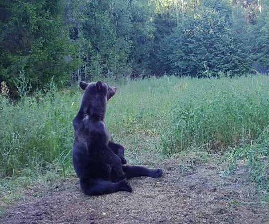 С 1 декабря в Нижегородской области закрыт сезон охоты на медведя