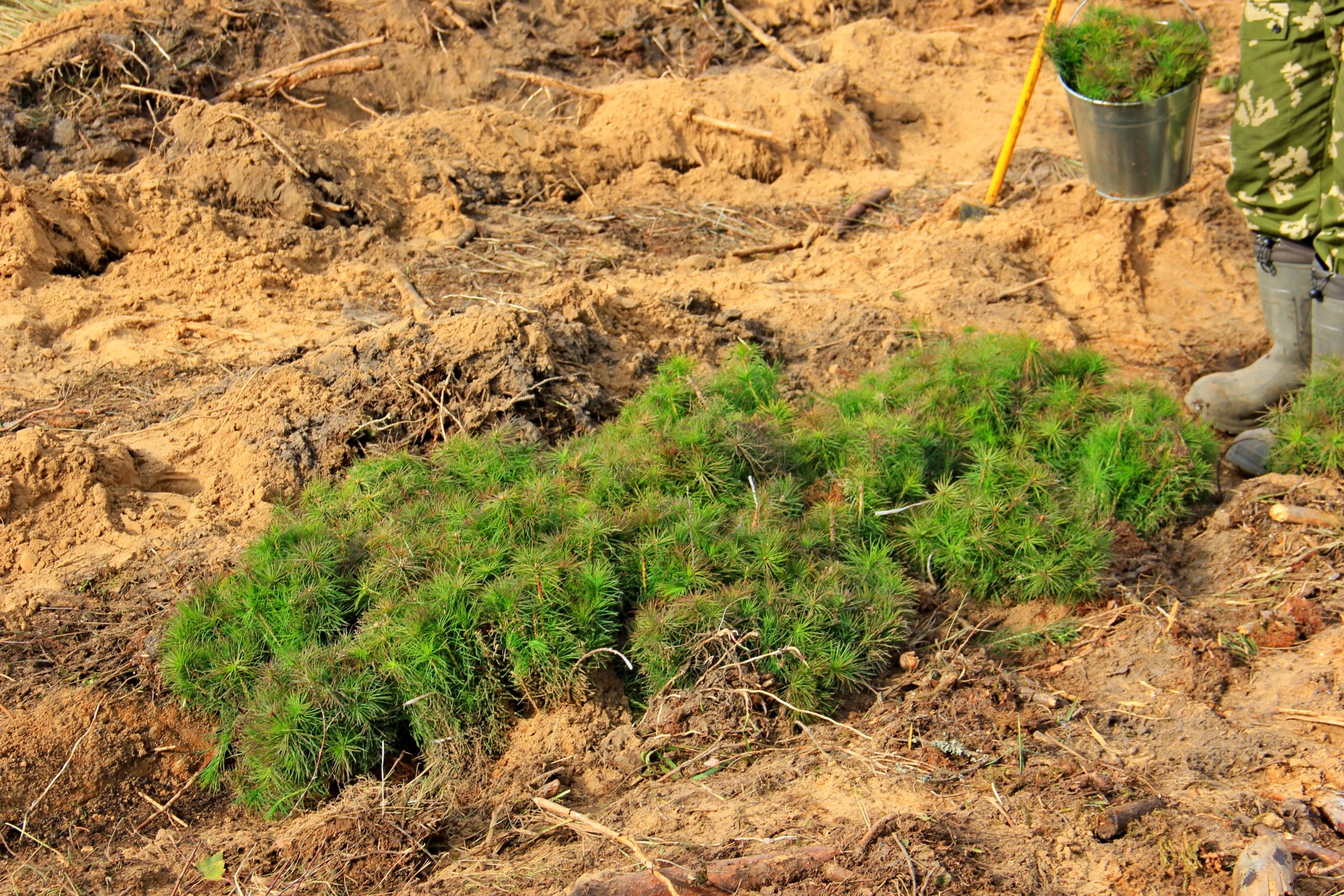 В Нижегородской области высадят 18 миллионов деревьев по нацпроекту «Экология» в 2021 году