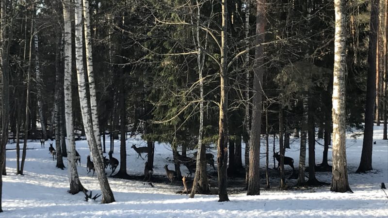 «Перепись» диких животных начинается в Нижегородской области