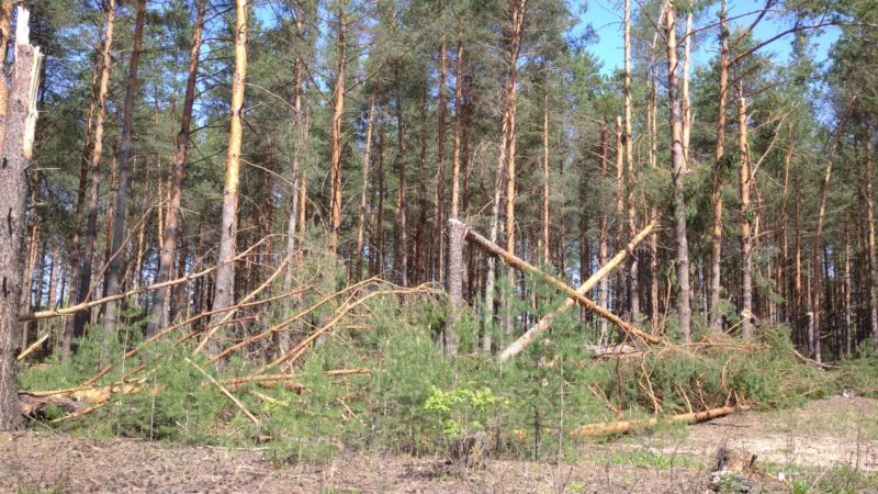 Квадрокоптеры обследуют нижегородские леса для выявления последствий урагана