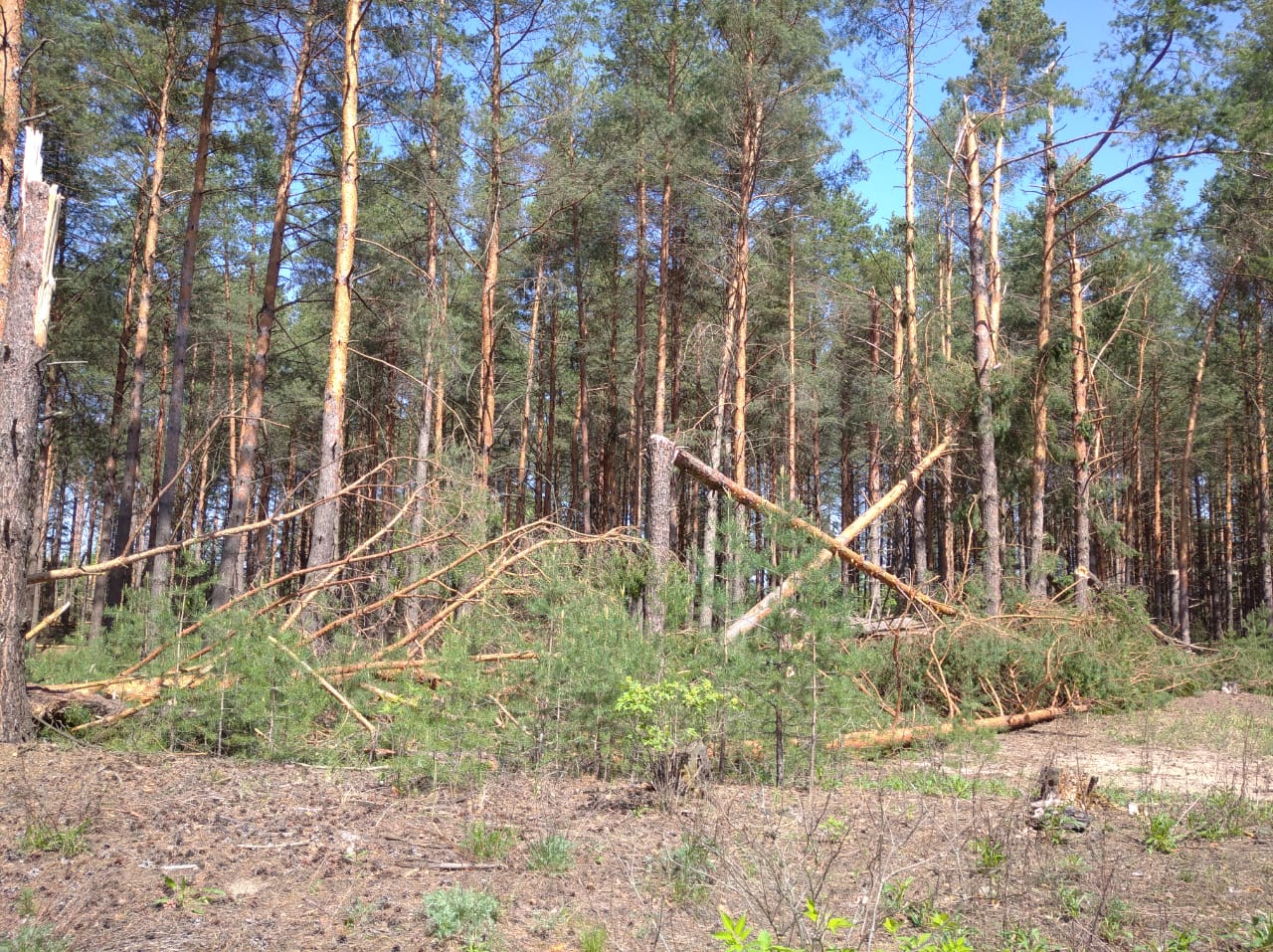 Квадрокоптеры обследуют нижегородские леса для выявления последствий урагана