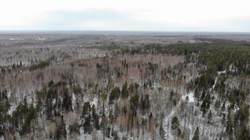 Объем незаконной лесозаготовки в Нижегородской области за год сократился более чем в 15 раз