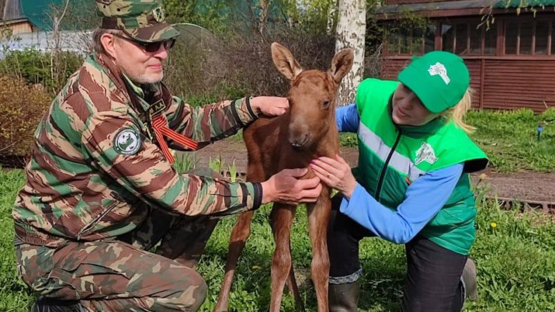 Новорожденного лосенка-сироту спасли в Воскресенском районе Нижегородской области