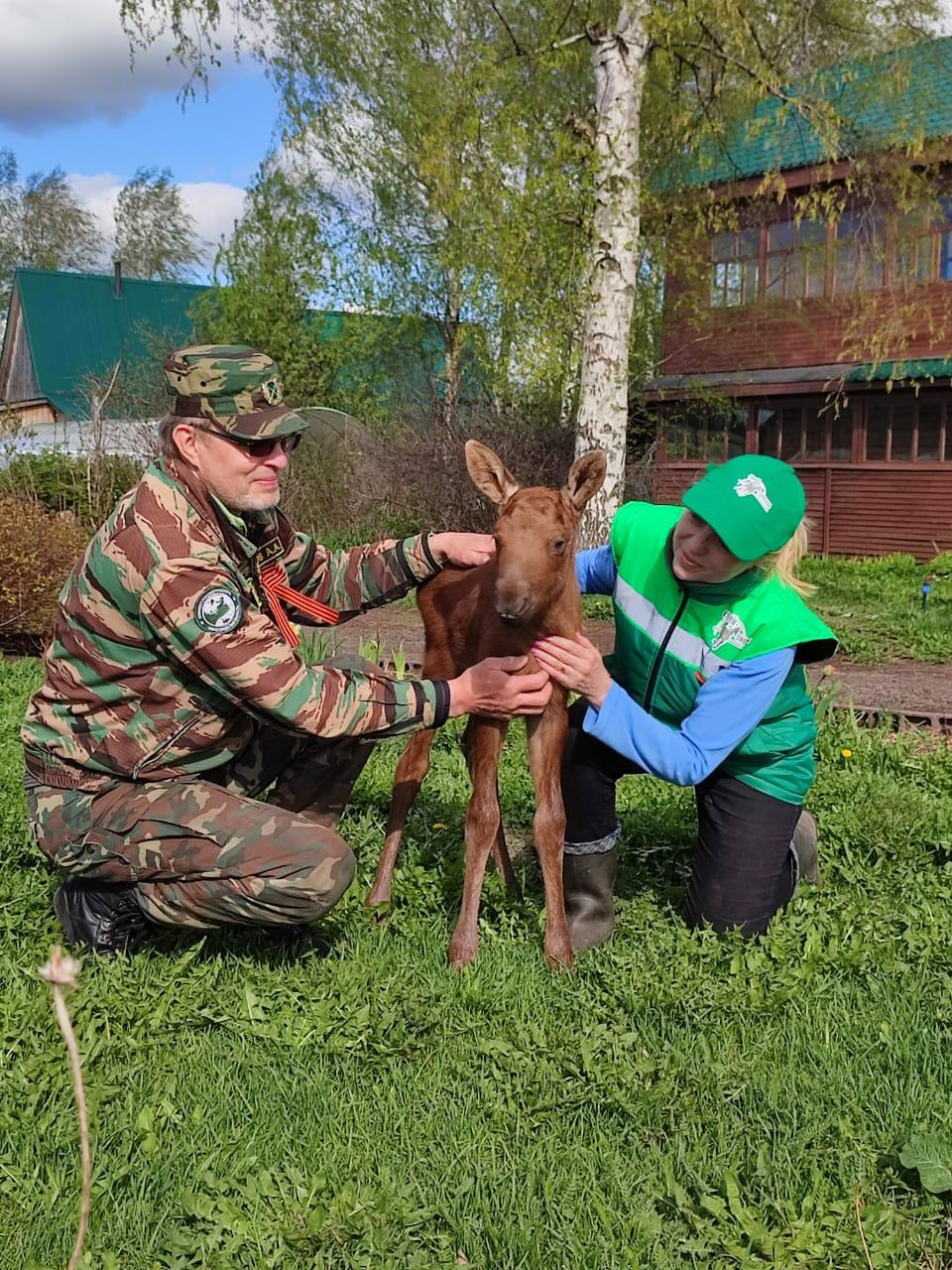 Новорожденного лосенка-сироту спасли в Воскресенском районе Нижегородской области