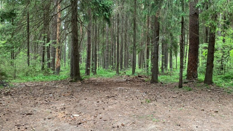 В Нижегородской области на землях лесного фонда в этом году ликвидировано 39 несанкционированных свалок