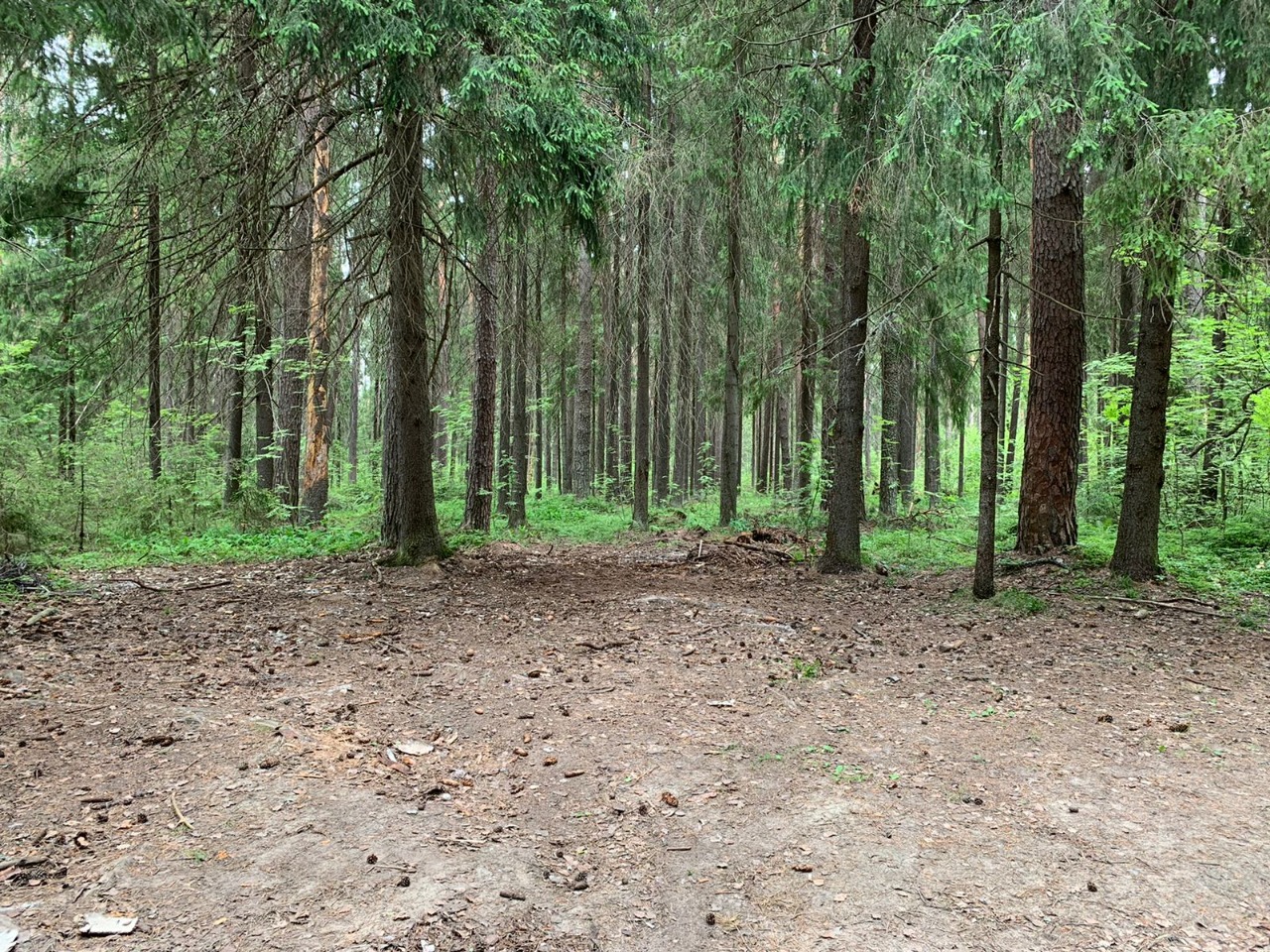 В Нижегородской области на землях лесного фонда в этом году ликвидировано 39 несанкционированных свалок