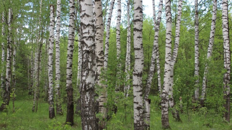 В Нижегородской области завершен первый цикл государственной инвентаризации лесов