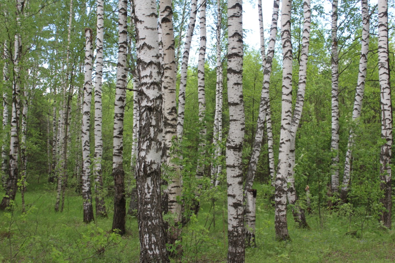 В Нижегородской области завершен первый цикл государственной инвентаризации лесов