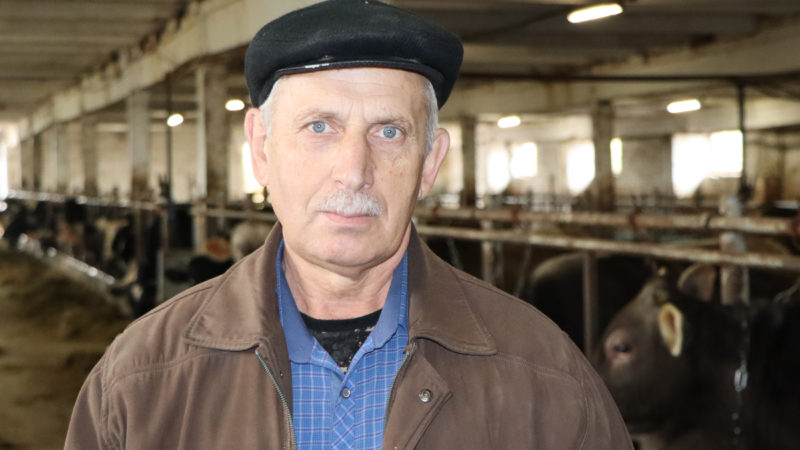 Чтобы вырастить высокопродуктивную корову, молодняком нужно заниматься с самого рождения