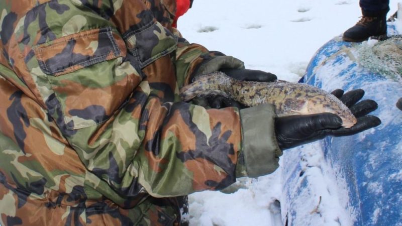 В Нижегородской области снят запрет на вылов налима