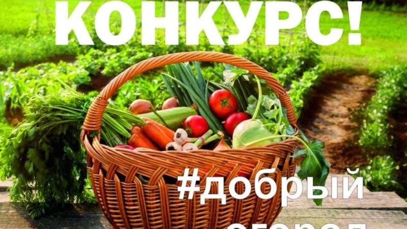Нижегородцы могут принять участие во Всероссийском проекте «Добрый огород»
