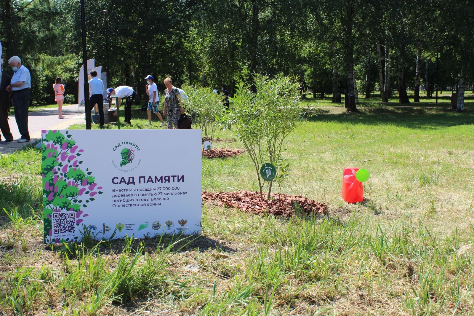 В Нижегородской области в этом году высадят более 300 тысяч сеянцев ели и сосны в рамках международной акции «Сад памяти»