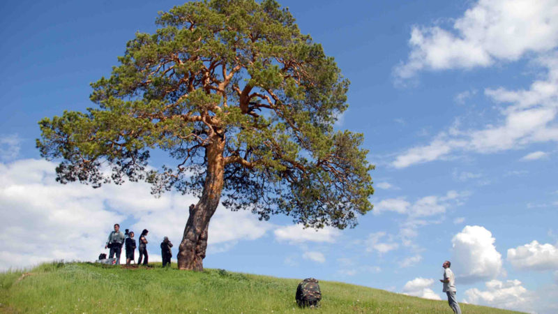 Нижегородцев приглашают к участию во всероссийском фотоконкурсе «Деревья – памятники живой природы»