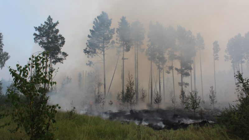 В Нижегородской области введен противопожарный режим 