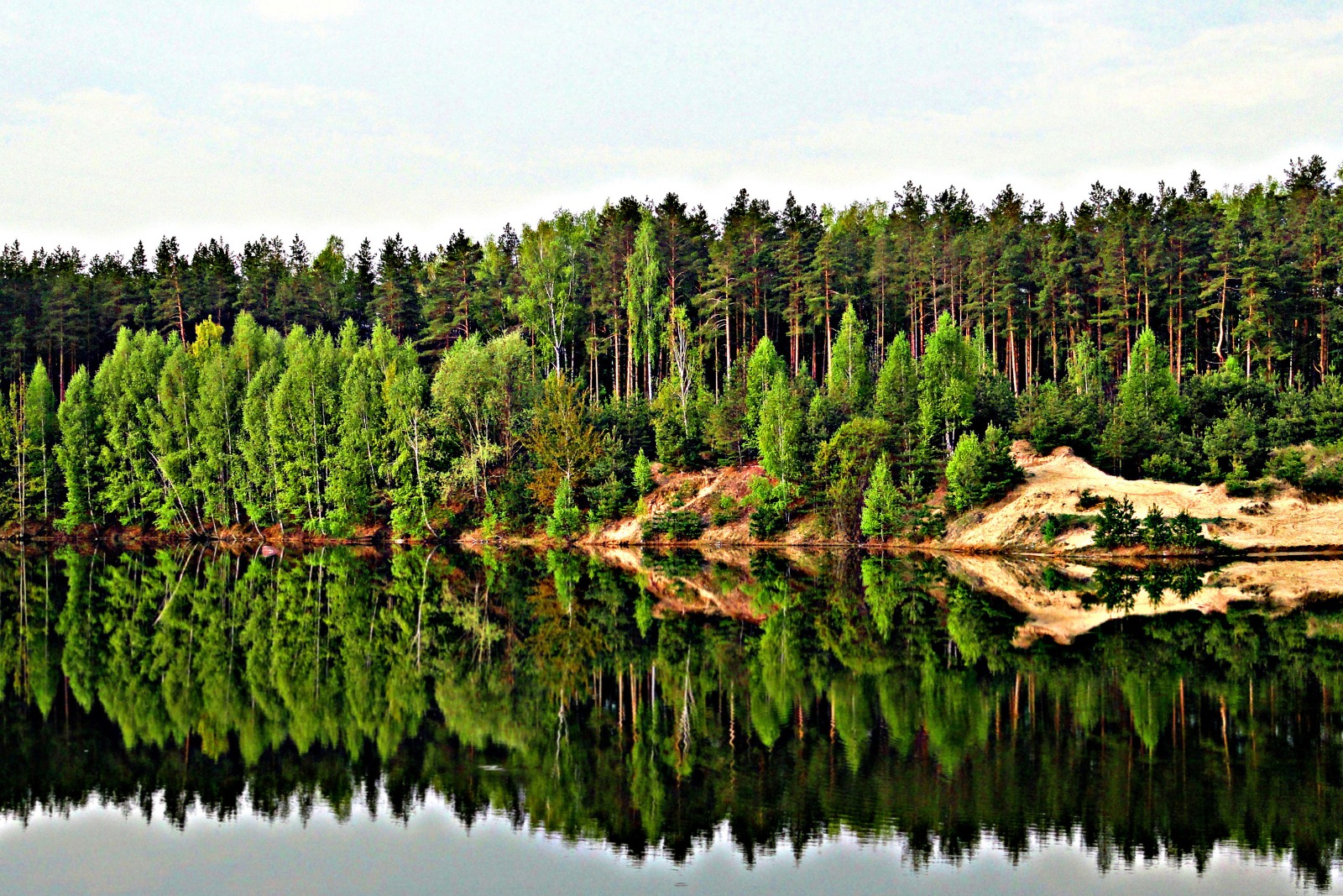 Нижегородская область вошла в топ-10 российских регионов-лидеров по эффективности ведения лесного хозяйства