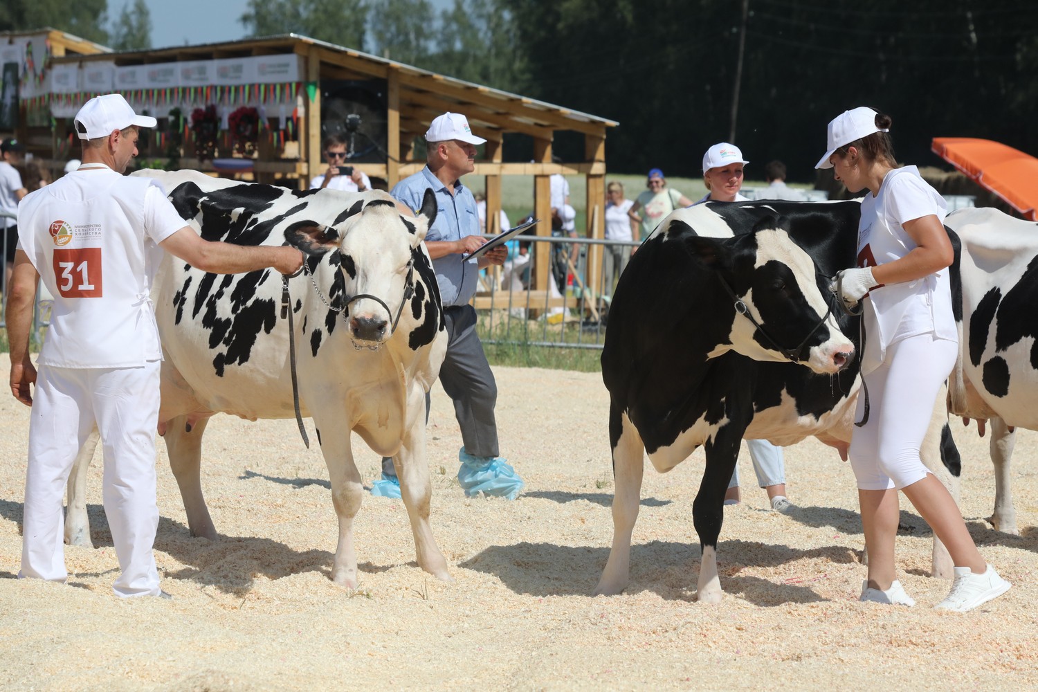 Сельхозпредприятия с лучшими племенными животными определены на аграрной выставке «День поля» в Нижегородской области