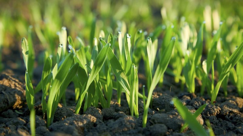 Сев озимых культур завершился в Нижегородской области