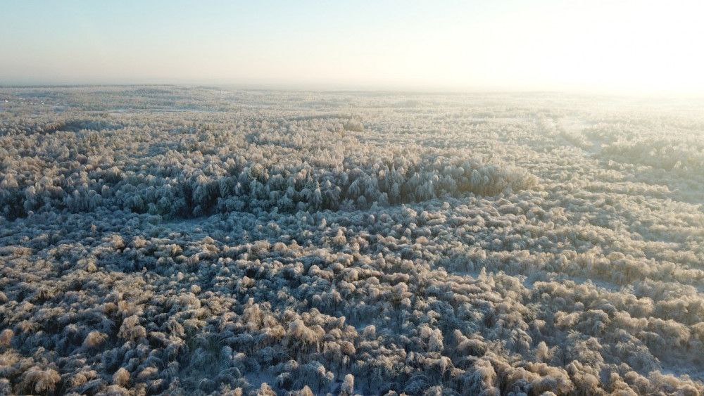 Леса Нижегородской области в этом году восстановлены на площади 14,6 тысячи гектаров