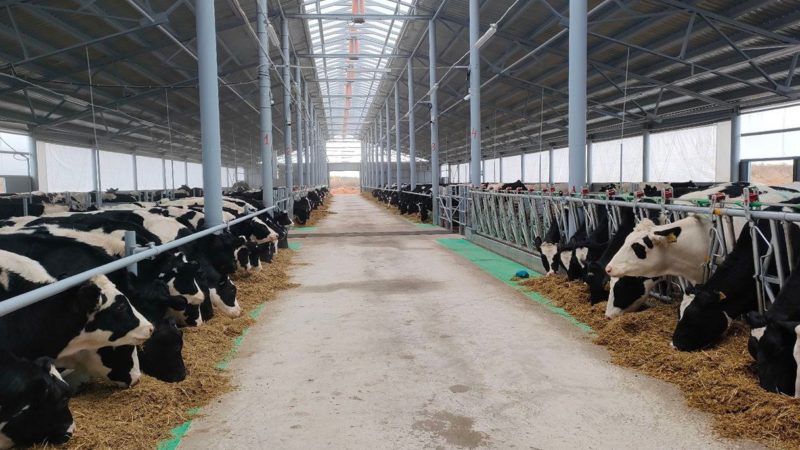 Предприятия нижегородского агропрома по итогам 2023 года увеличили производство мяса на 22% и молока – на 4%