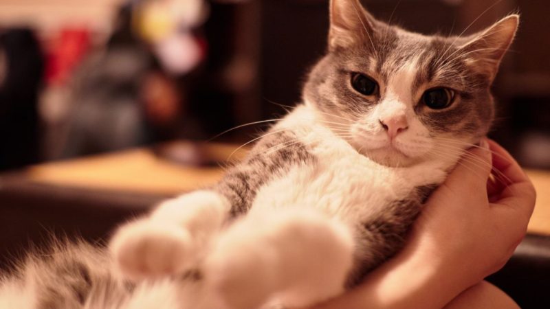 Нижегородцы могут со скидкой стерилизовать домашних собак и кошек в госветклиниках в рамках акции «Мартовский кот»