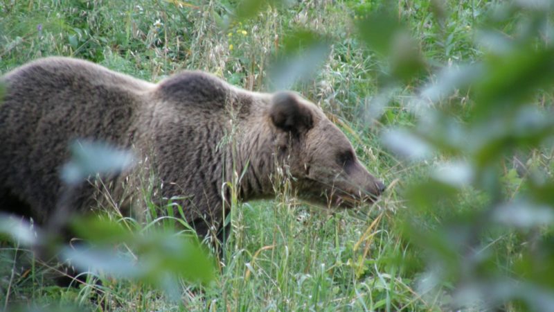 В Нижегородской области открылась весенняя охота на медведя