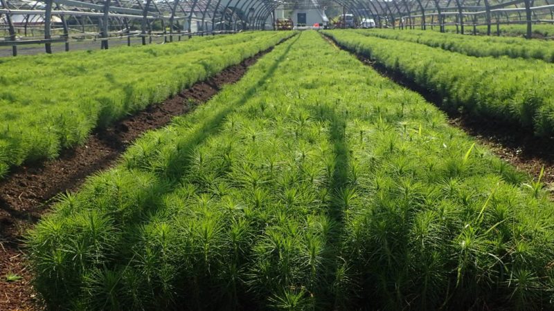 Более 300 тысяч сеянцев ели и сосны высадят в Нижегородской области в этом году в рамках акции «Сад памяти»
