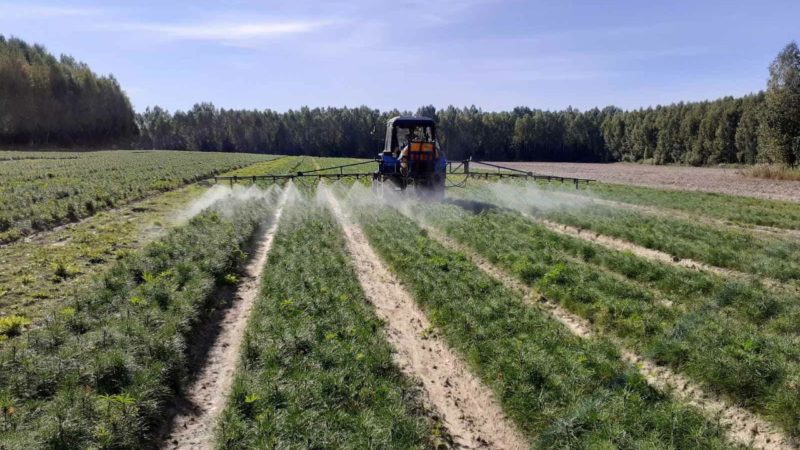 В лесных питомниках Нижегородской области завершен посев семян хвойных пород на площади 6,2 гектара