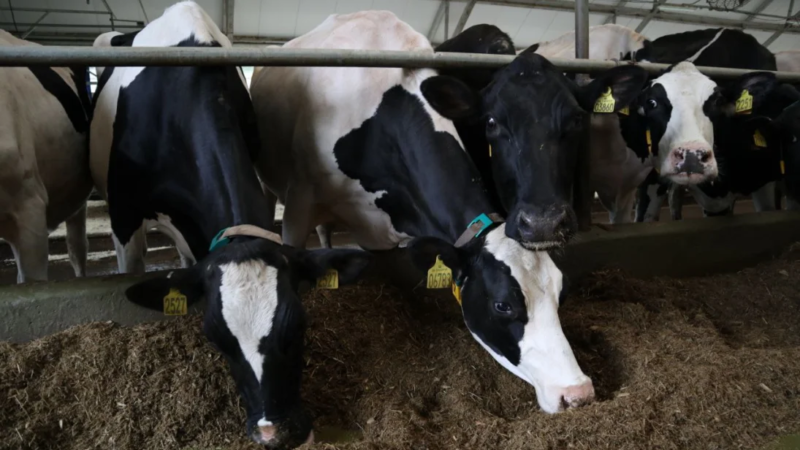 Нижегородский Минсельхоз и Приволжский медуниверситет реализуют совместный проект по геномной селекции крупного рогатого скота