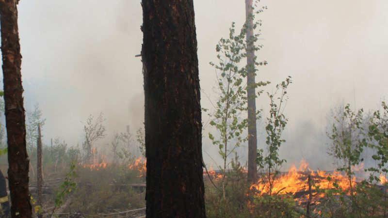 В лесах Нижегородской области сохраняется высокий класс пожарной опасности в период аномально жаркой погоды – Минлесхоз