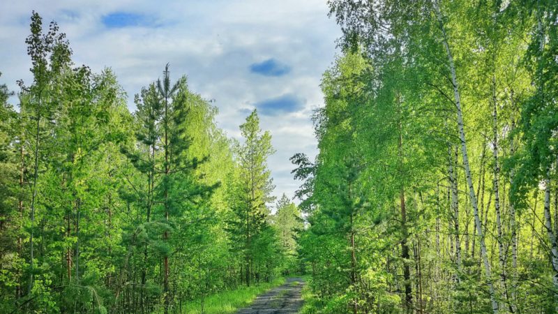 В Нижегородской области проведут компенсационное лесовосстановление на площади 700 га