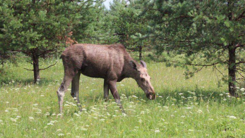 С 15 сентября в Нижегородской области открылся сезон охоты на лосей