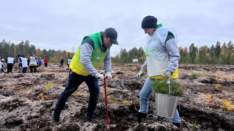 В Нижегородской области в рамках акции «Сохраним лес» в этом году высадили более 300 тысяч деревьев