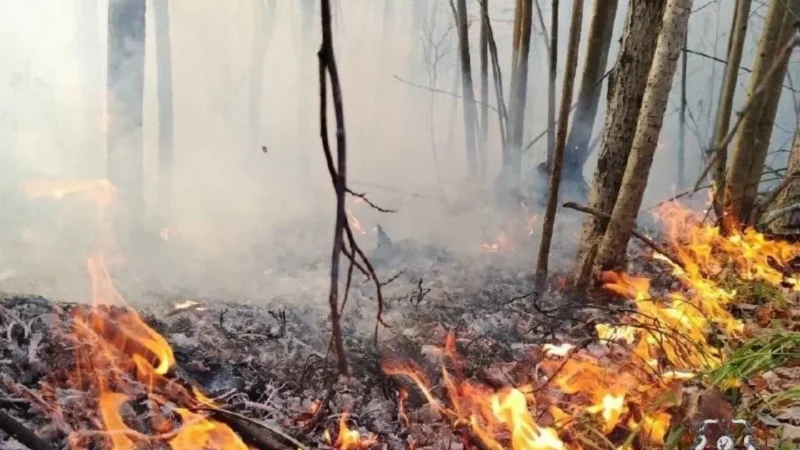 В лесах Нижегородской области с 4 апреля начинается пожароопасный сезон