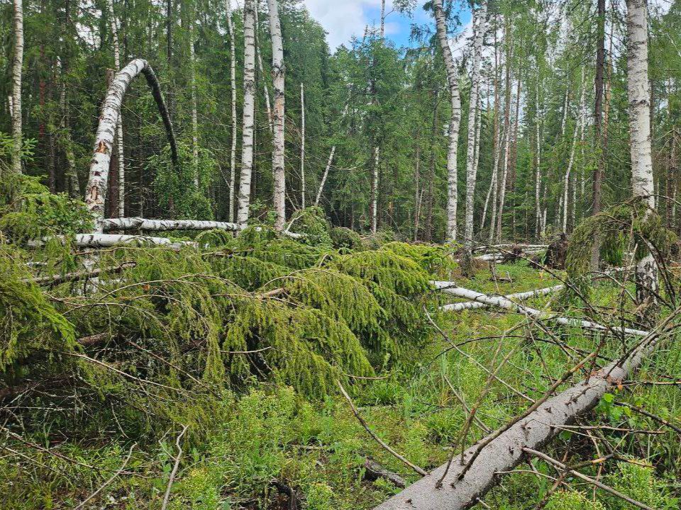 Более 400 случаев лесоизменений выявлено в Нижегородской области с помощью искусственного интеллекта в рамках проекта «Цифровой лес»