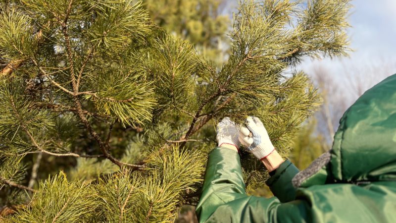 В Нижегородской области заготовят более 30 тонн шишек для восстановления лесов