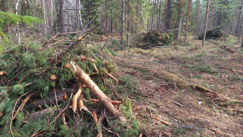 В лесах Нижегородской области началась плановая уборка порубочных остатков