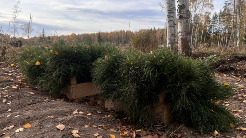 Более 300 тысяч сеянцев сосны высадили в Нижегородской области в рамках всероссийской акции «Сохраним лес»