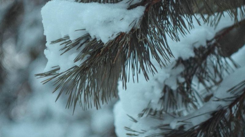 В нижегородских лесах введен режим усиленного контроля для защиты от незаконной вырубки елей