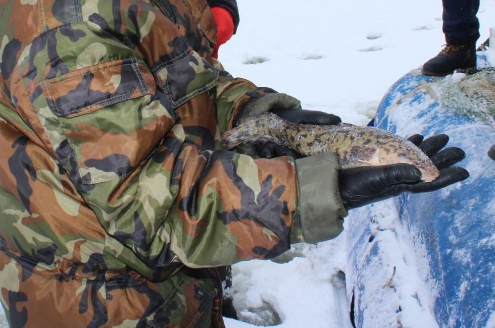 Запрет на добычу налима в Нижегородской области введен с середины декабря до конца января