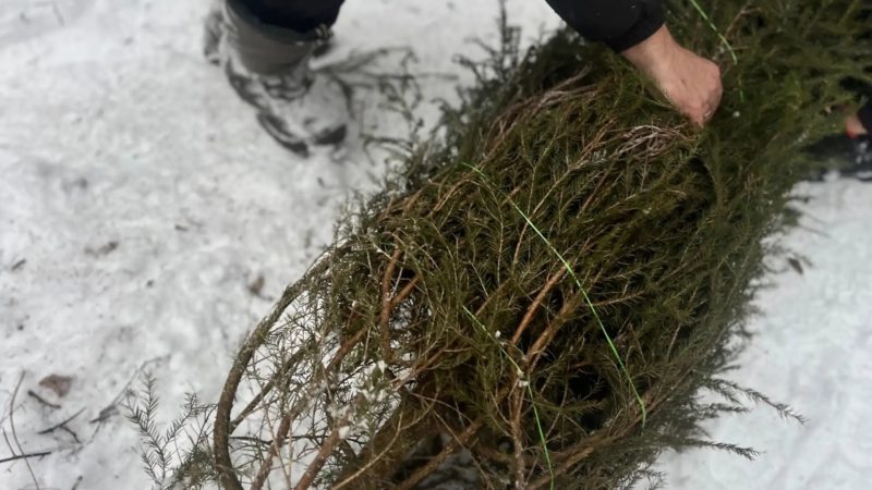 Минлесхоз Нижегородской области запускает акцию по утилизации новогодних елей