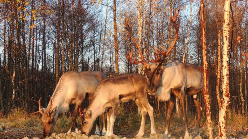 Турпоток в Керженский заповедник вырос в 2,1 раза за последние четыре года