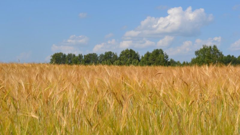 Прием заявок на два грантовых конкурса по развитию проектов в сельском хозяйстве стартовал в Нижегородской области